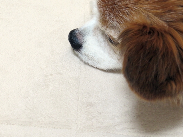 画像 057.ca6.jpg