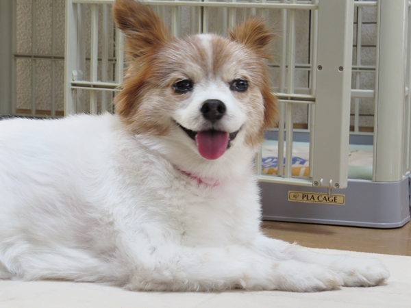 画像 058.ca6.jpg