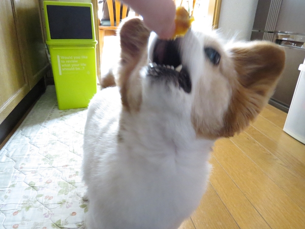 画像 058.ca8.jpg