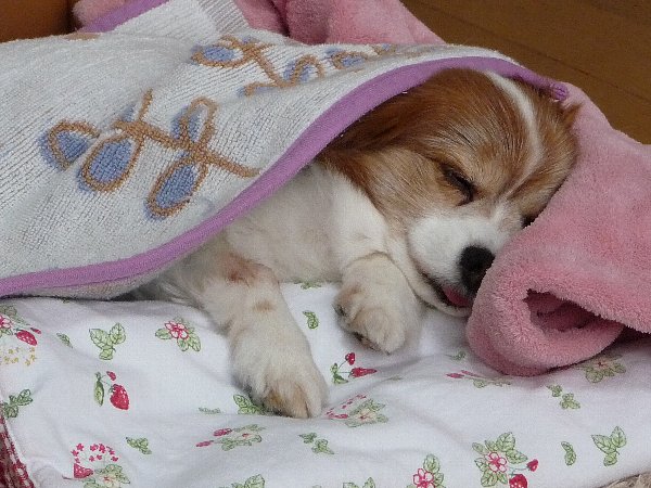 画像 058.pana19.jpg