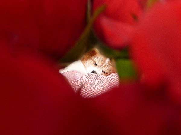 画像 058.pana25.jpg
