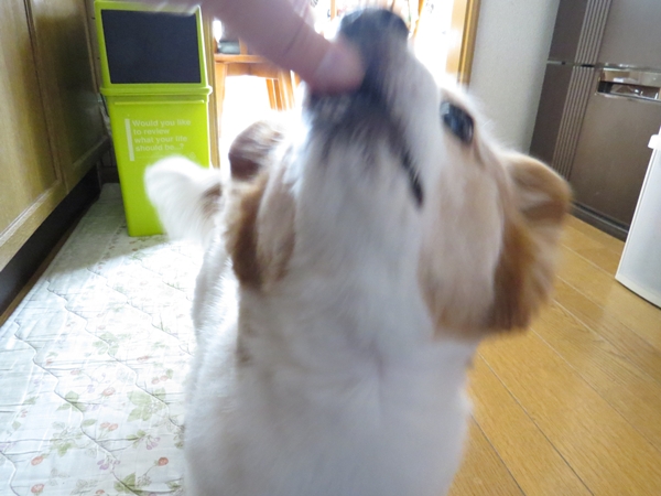 画像 059.ca8.jpg