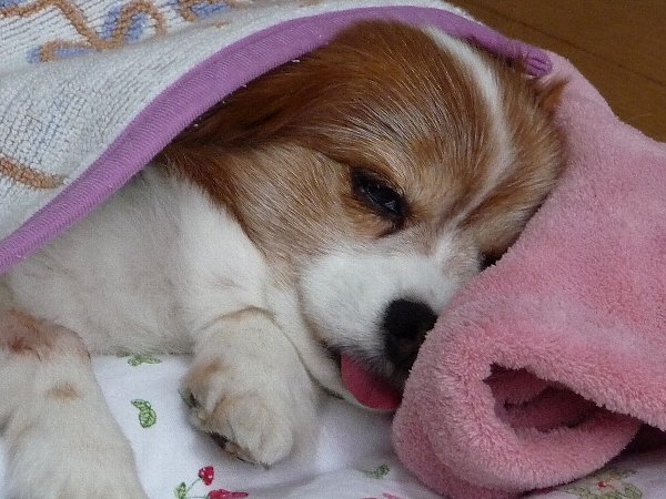 画像 059.pana19.jpg