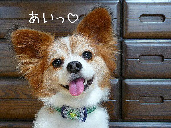 画像 062.pana.21.jpg