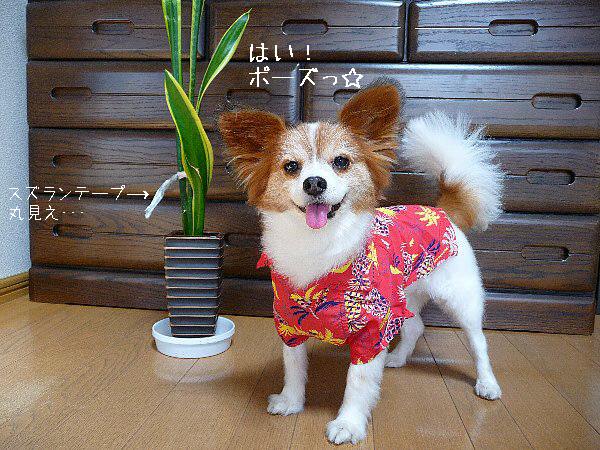 画像 063.pana.21.jpg