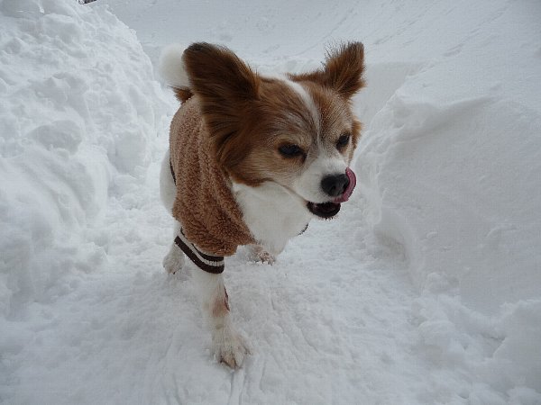 画像 063.pana18.jpg