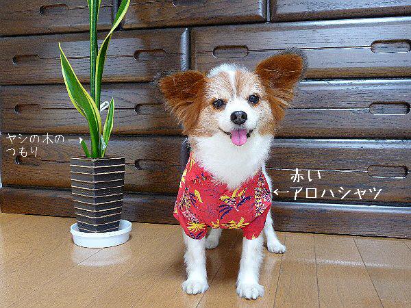 画像 064.pana.21.jpg