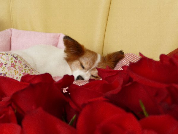 画像 064.pana25.jpg