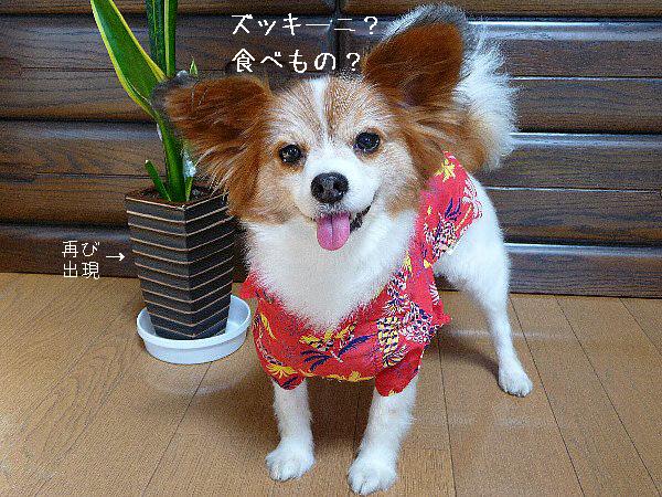 画像 065.pana.21.jpg