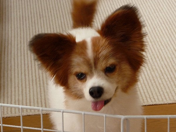 画像 065.pana.22.jpg