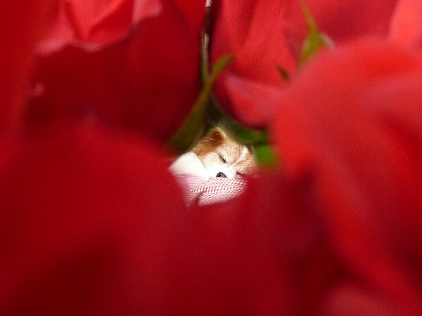 画像 065.pana25.jpg