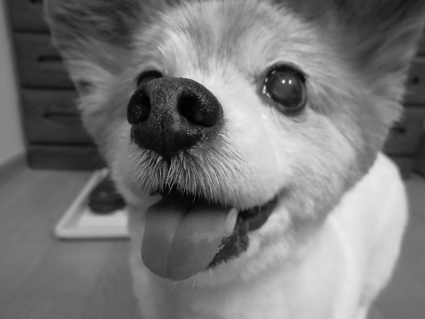 画像 070.ca11.jpg