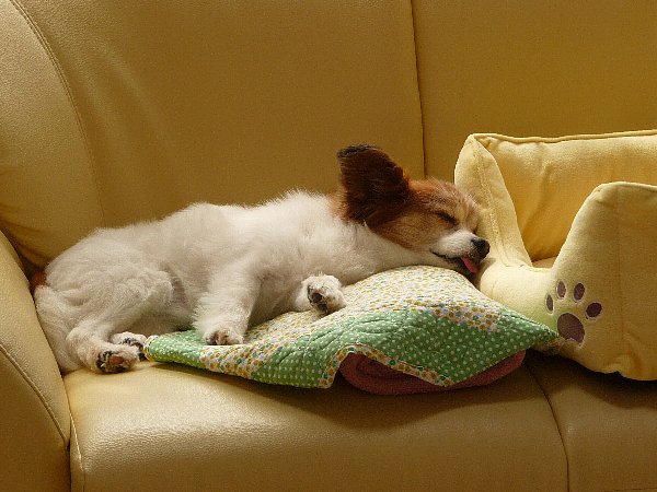 画像 070.pana25.jpg
