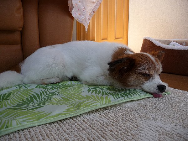画像 070.pana27.jpg