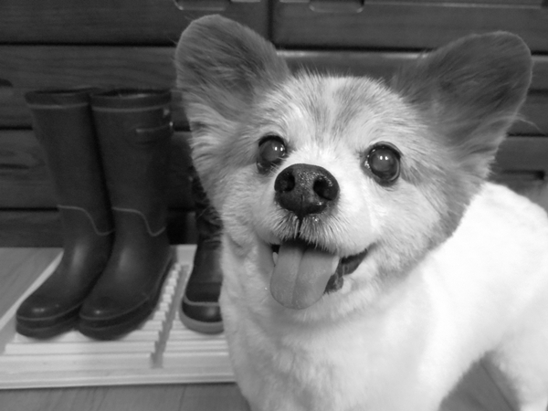 画像 071.ca11.jpg
