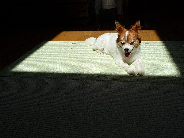 画像 073.pana.21.jpg