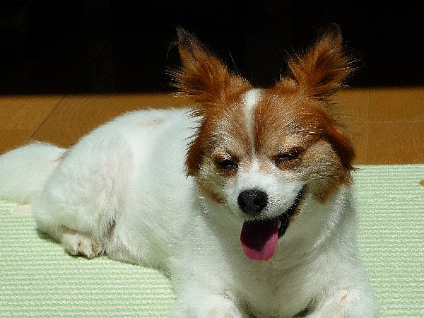 画像 074.pana.21.jpg