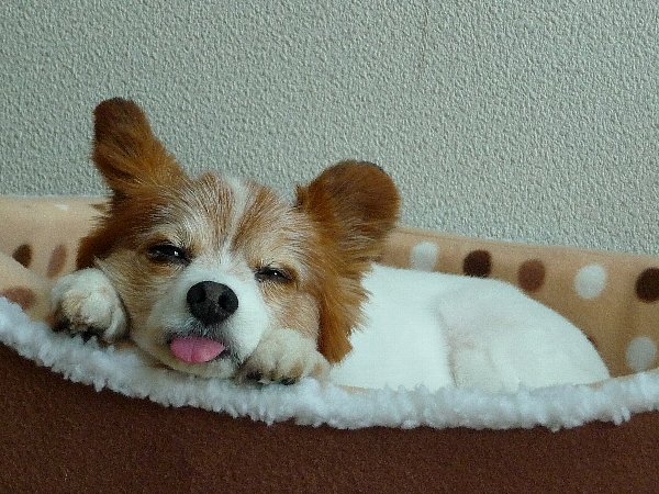 画像 074.pana26.jpg