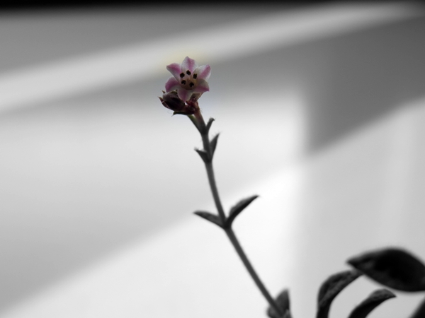 画像 076.ca10.jpg