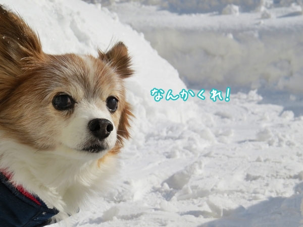 画像 076.ca12.jpg