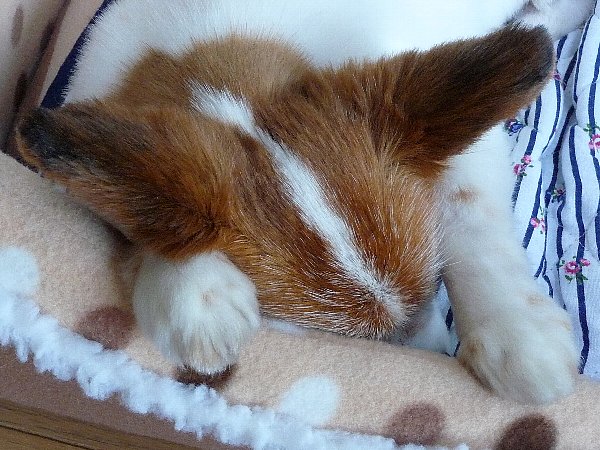 画像 076.pana26.jpg