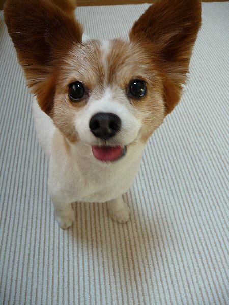 画像 077.pana.21.jpg