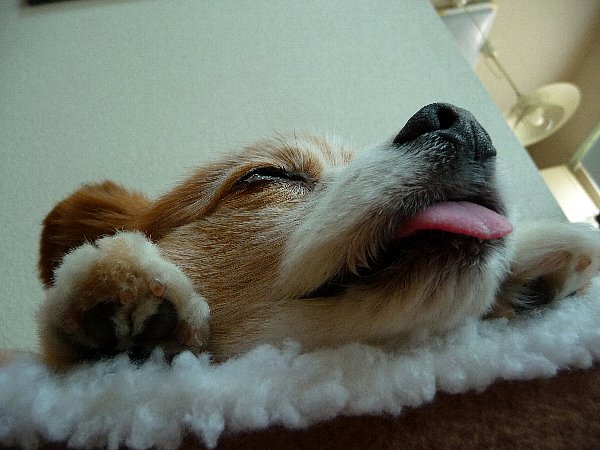 画像 077.pana26.jpg