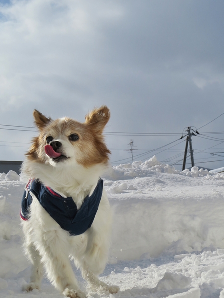 画像 078.ca12.jpg