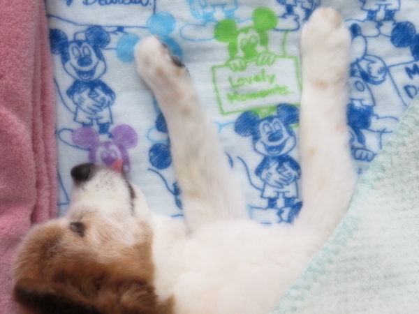 画像 080.ca11.jpg