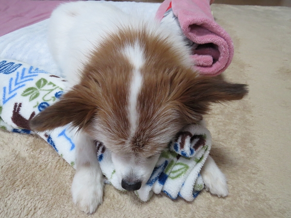 画像 080.ca13.jpg