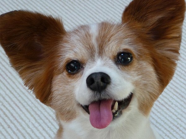 画像 080.pana.21.jpg