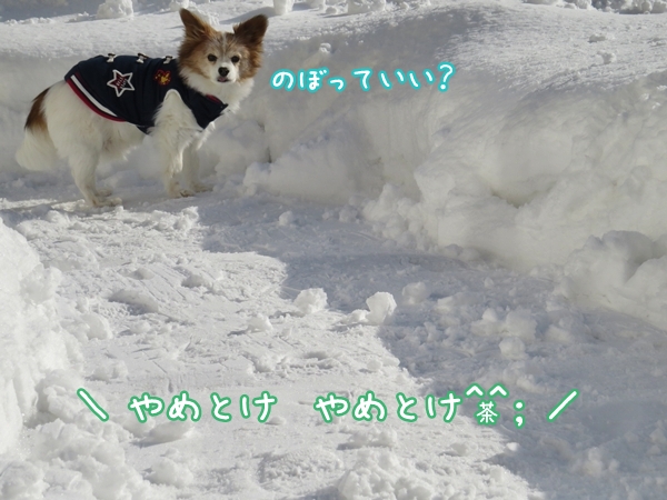 画像 081.ca12.jpg