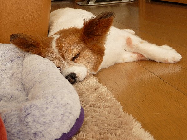 画像 081.pana18.jpg