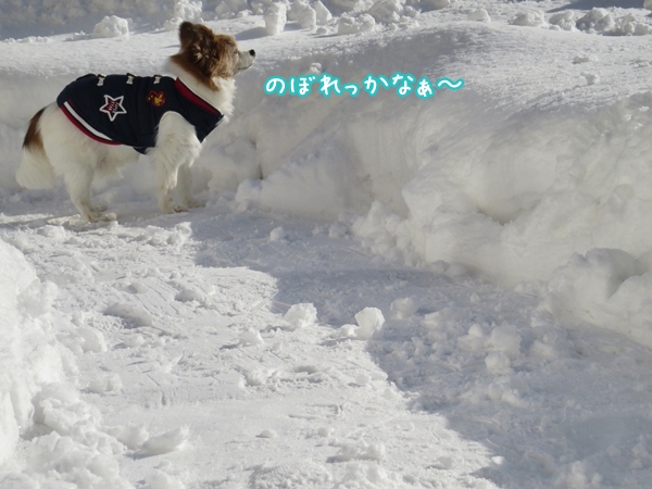 画像 083.ca12.jpg