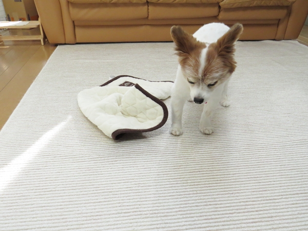 画像 083.ca6.jpg
