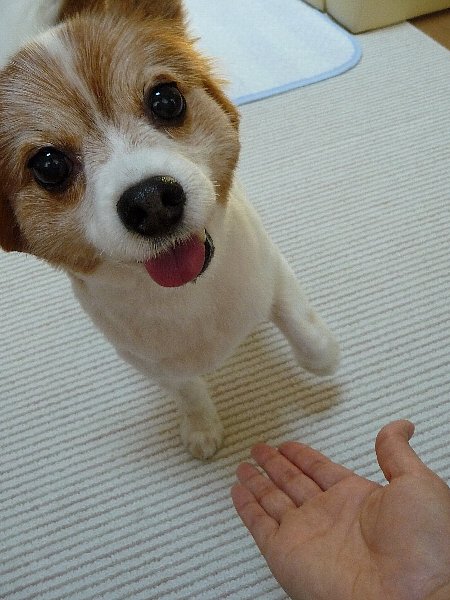 画像 083.pana.21.jpg