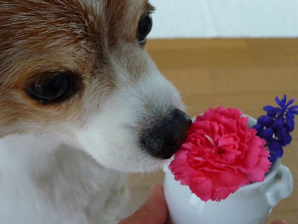 画像 083.pana26.jpg