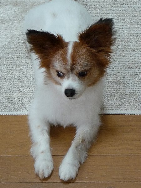 画像 084.pana27.jpg