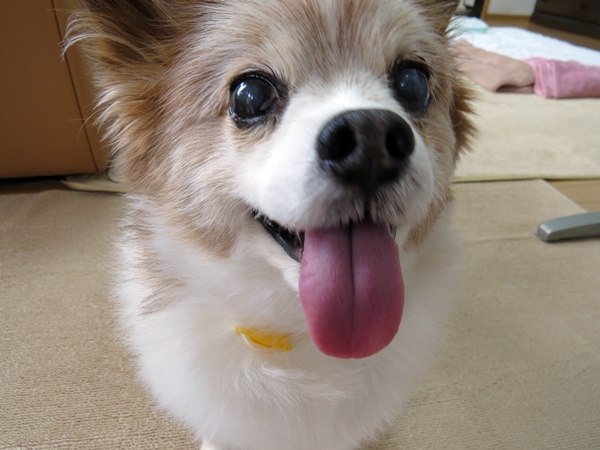画像 085.ca13.jpg