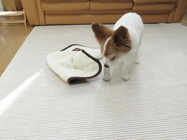 画像 085.ca6.jpg