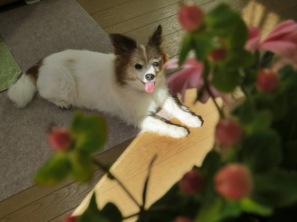 画像 086.ca10.jpg