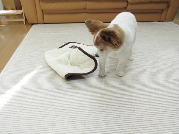 画像 086.ca6.jpg