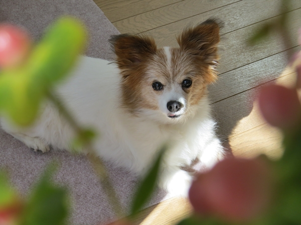 画像 087.ca10.jpg