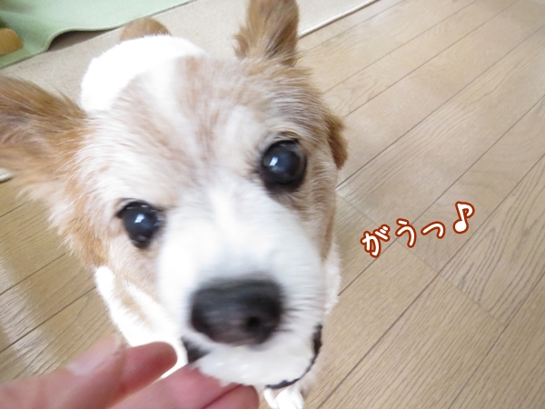 画像 087.ca11.jpg