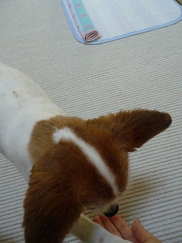 画像 087.pana.21.jpg