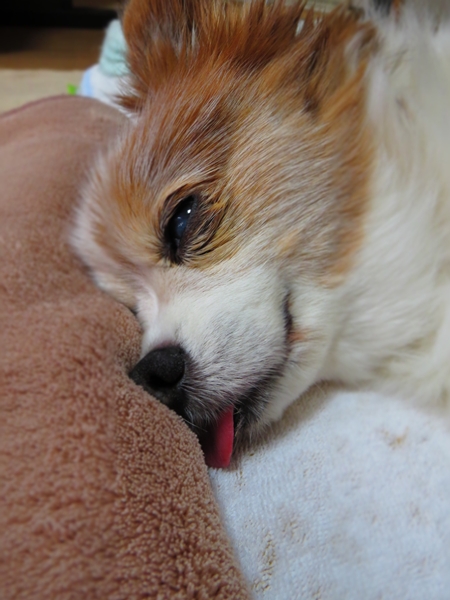 画像 088.ca13.jpg