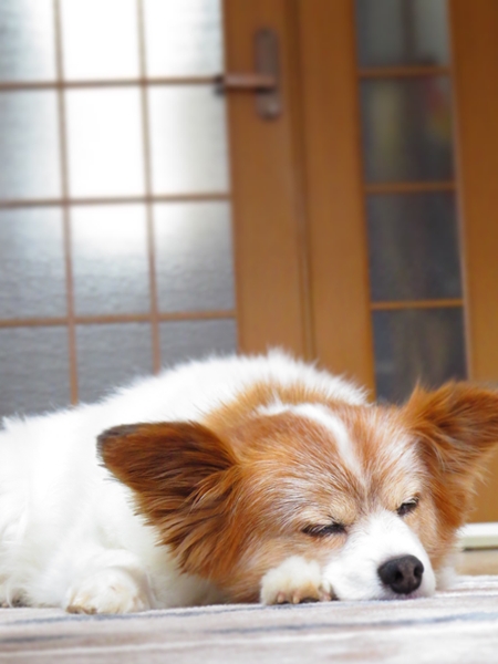 画像 088.ca8.jpg