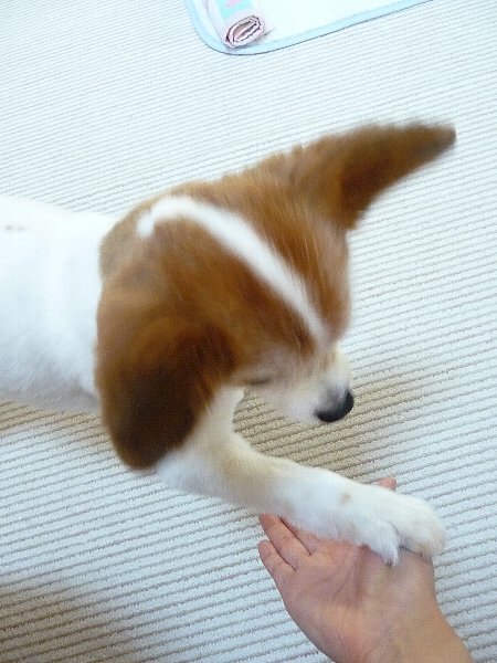 画像 088.pana.21.jpg