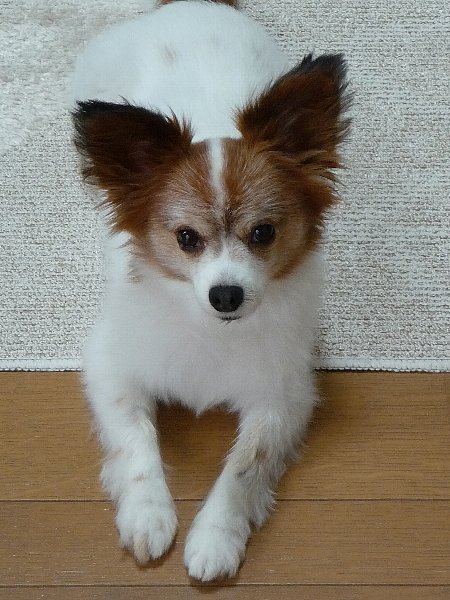 画像 088.pana27.jpg