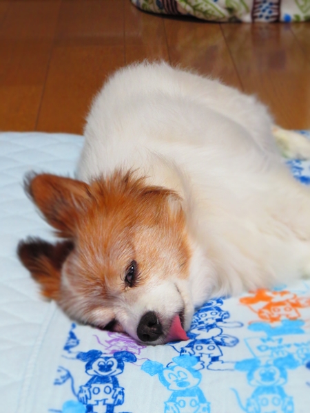 画像 089.ca10.jpg